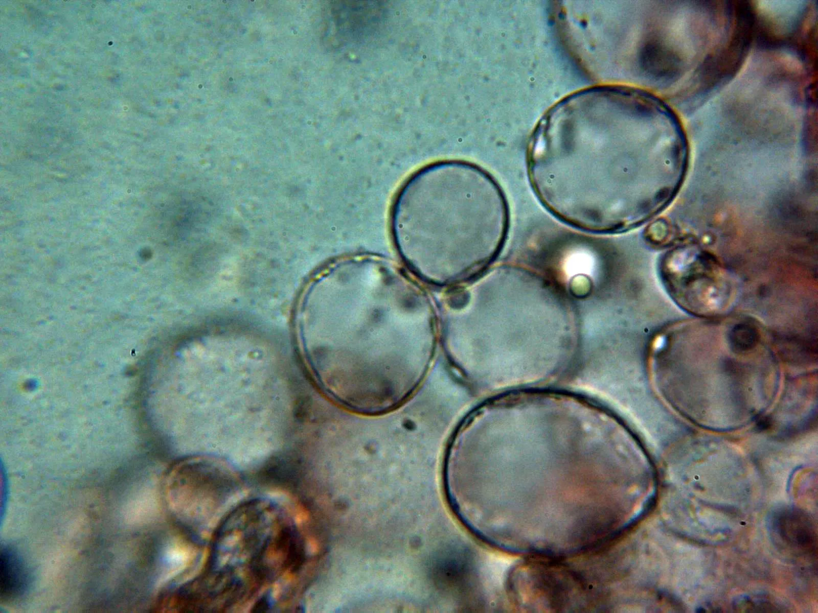 10 - Arista 1